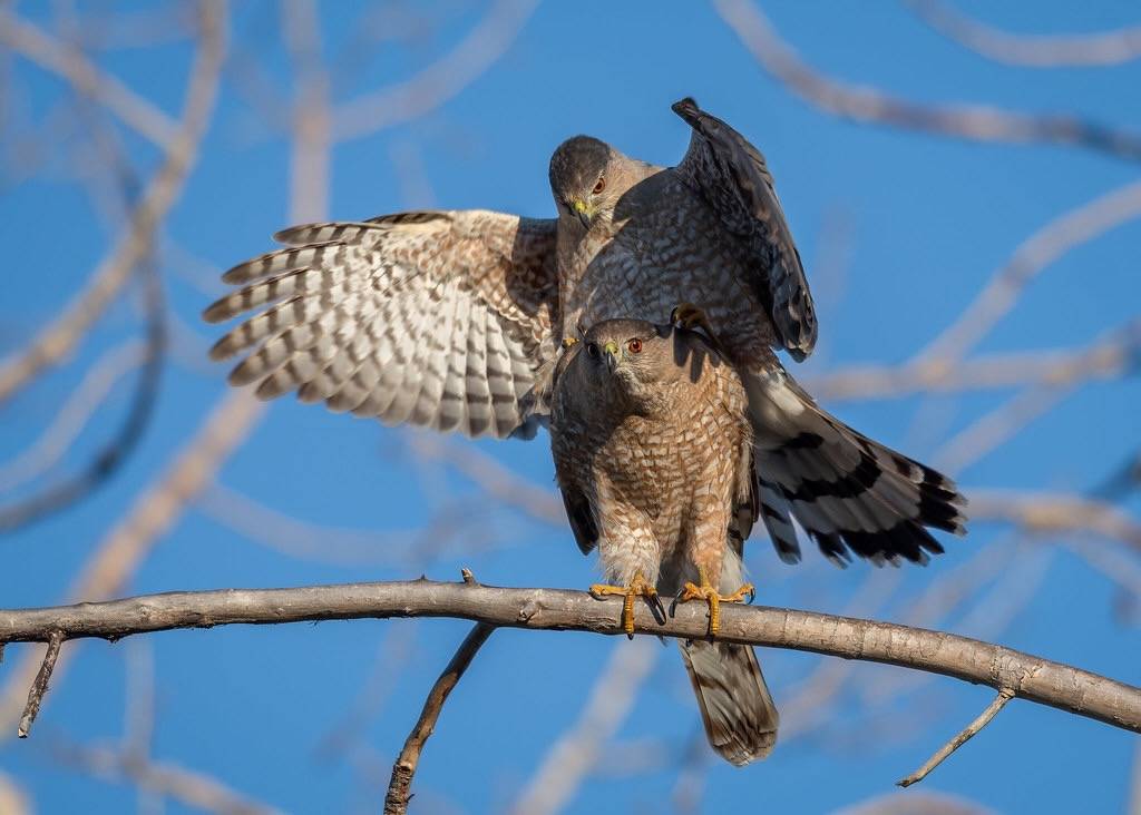 Cooper's Hawks by airboy123 is licensed under CC BY-NC-SA 2.0